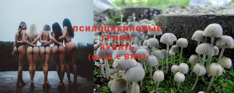 Псилоцибиновые грибы Psilocybe  Богданович 